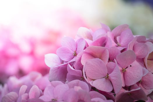 The background image of the colorful flowers, background nature