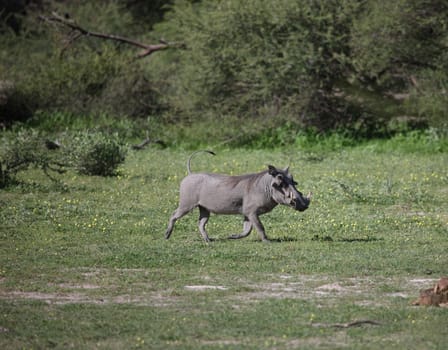 wild warthog pig dangerous mammal africa savannah Kenya