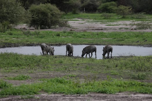 wild warthog pig dangerous mammal africa savannah Kenya