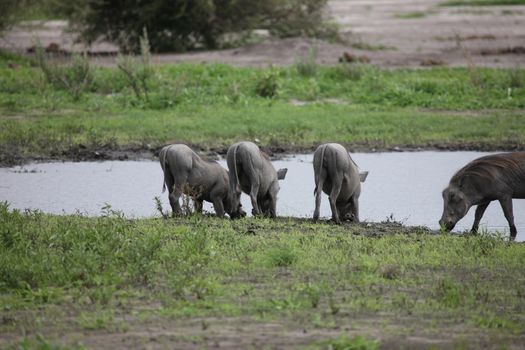 wild warthog pig dangerous mammal africa savannah Kenya