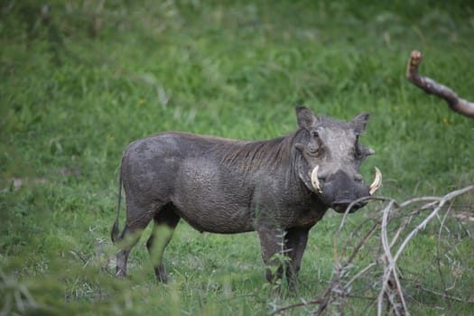 wild warthog pig dangerous mammal africa savannah Kenya