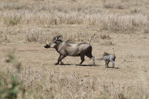 wild warthog pig dangerous mammal africa savannah Kenya