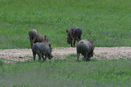 wild warthog pig dangerous mammal africa savannah Kenya