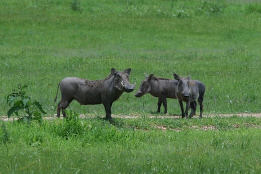 wild warthog pig dangerous mammal africa savannah Kenya