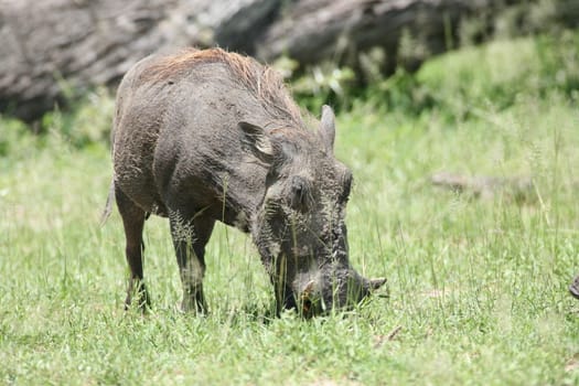 wild warthog pig dangerous mammal africa savannah Kenya