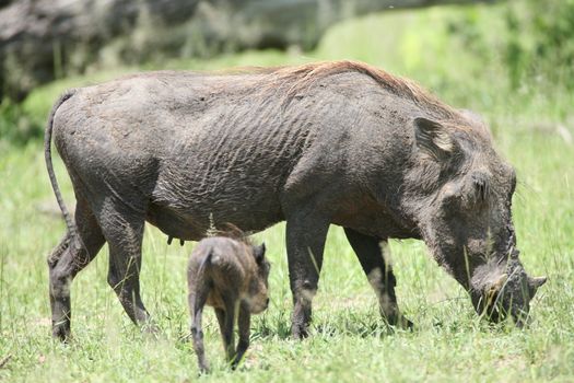 wild warthog pig dangerous mammal africa savannah Kenya