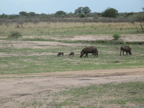 wild warthog pig dangerous mammal africa savannah Kenya