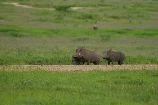 wild warthog pig dangerous mammal africa savannah Kenya