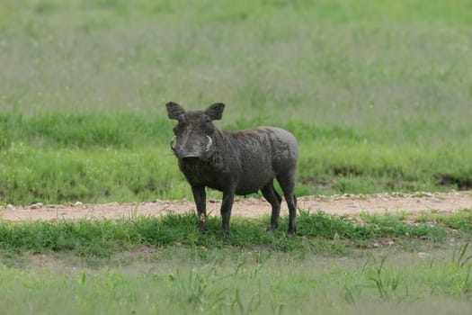 wild warthog pig dangerous mammal africa savannah Kenya