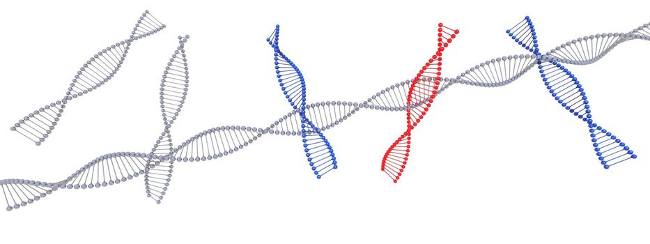 dna symbol blue and red on it isolated in white background - 3d rendering