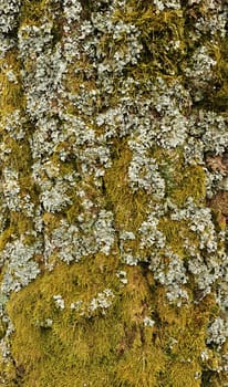 Close - up view of bark of moss tree