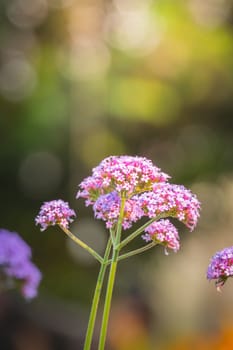 The background image of the colorful flowers, background nature