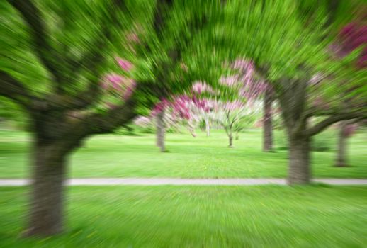 Image of a green spring park and blooming trees with a motion blur effect.