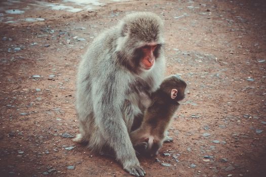 Japanese macaque and baby in Iwatayama monkey park, Kyoto, Japan