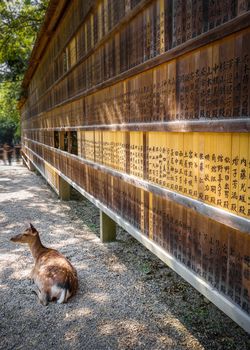 Sika deer in front of Wooden tablets, Nara, Japan