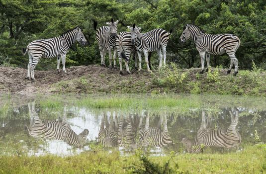 group of zebras with reflection in the water during a walk safari guided by a ranger in kruger national park in south africa 