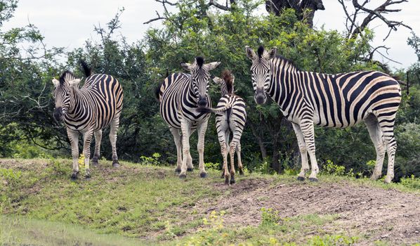 group of zebras with reflection in the water during a walk safari guided by a ranger in kruger national park in south africa 