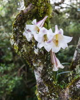 wilf lily flower growing in a tree on the panorama route in south arica near hoedspruit