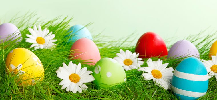 Easter composition with eggs and flowers on green meadow