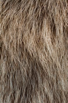 Decorative animal  fur as a background texture