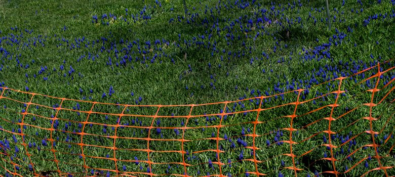 Rubber fence protection in the tulip garden