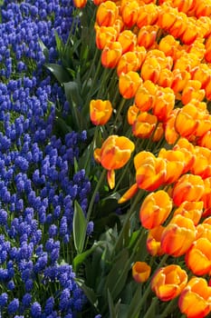 Orange color tulip flowers bloom in the garden