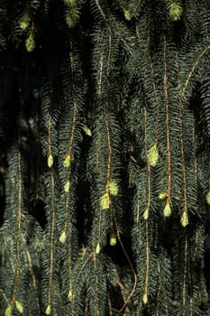 Green tree leaves as a background