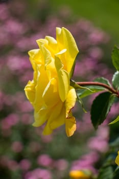 Beautiful colorful Rose Flower on garden background