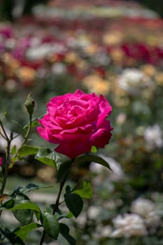 Rose garden full of beautiful fresh roses