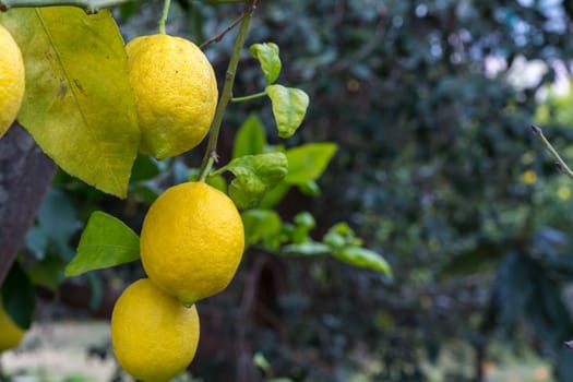 three yellow lemons on the tree in a Sicilian countryside