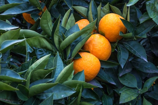 three oranges on the tree in a Sicilian countryside