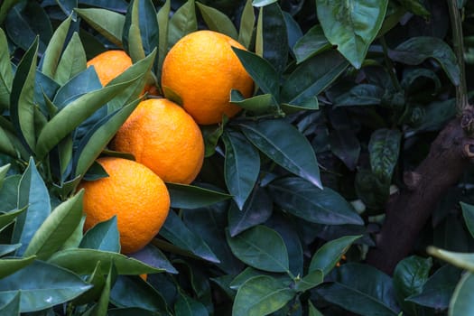 three oranges on the tree in a Sicilian countryside