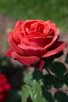 Beautiful colorful Rose Flower on garden background