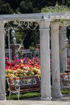 Blooming beautiful colorful roses in the garden background