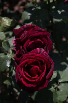 Blooming beautiful colorful roses in the garden background