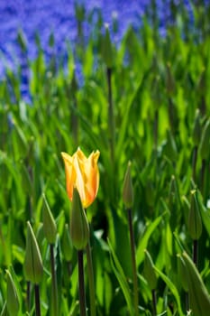 Single  Tulip Flower Blooming in Spring Season