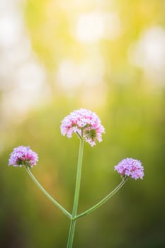The background image of the colorful flowers, background nature