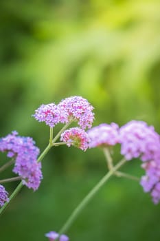 The background image of the colorful flowers, background nature