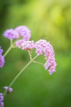 The background image of the colorful flowers, background nature