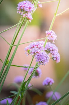 The background image of the colorful flowers, background nature