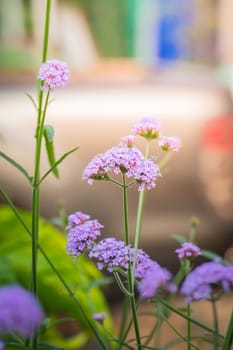 The background image of the colorful flowers, background nature
