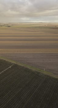 Field of cotton in the countryside ready for harvesting.