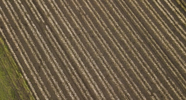 Field of cotton in the countryside ready for harvesting.