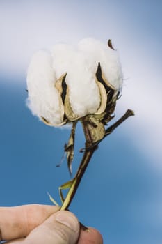 Field of cotton in the countryside ready for harvesting.