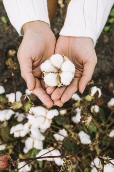 Field of cotton in the countryside ready for harvesting.