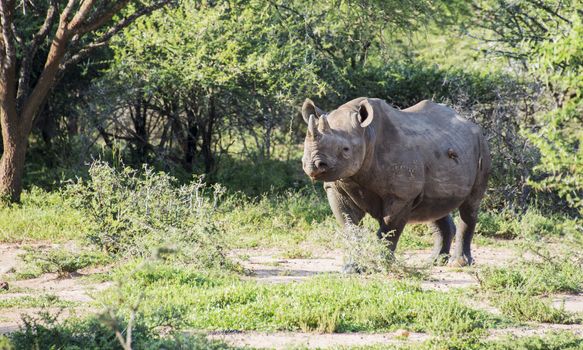 big very threatened black rhinoceros (Diceros Bicornis) in kruger national park in south africa,they are hunted because of the ivory that they think is a medicine in China