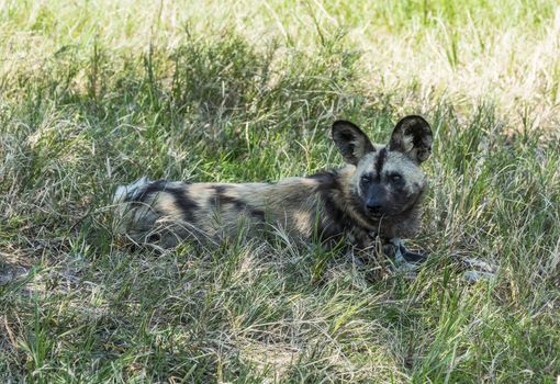 african wild dog laying in the grass in wild life safari park africa