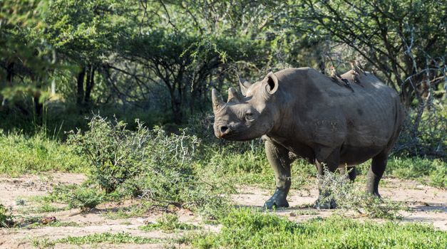 big very threatened black rhinoceros (Diceros Bicornis) in kruger national park in south africa,they are hunted because of the ivory that they think is a medicine in China