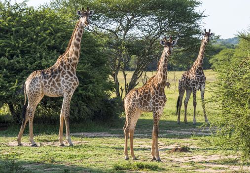  South African giraffes, big family graze in the wild forest, wildlife animals safari, Kruger National Park, bushes of  game drive reserve, beautiful nature of Africa continent