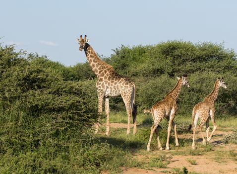  South African giraffes, big family graze in the wild forest, wildlife animals safari, Kruger National Park, bushes of  game drive reserve, beautiful nature of Africa continent